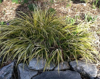 Bare Root Bulk Dwarf Grassy Sweet Flag plants