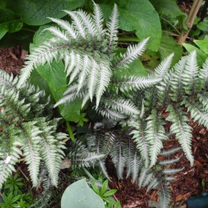 Bare-root Painted Fern  plants
