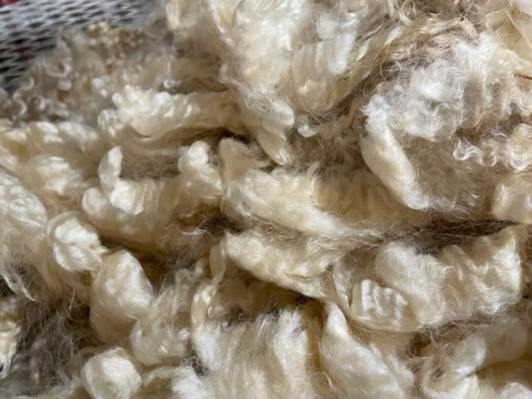 Wensleydale Raw Fleece 2 Pounds Etsy