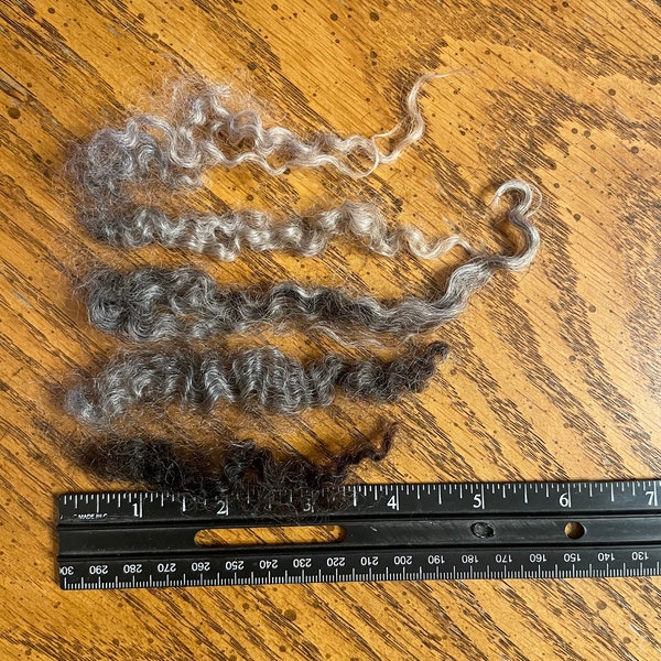 2oz Wensleydale and Border Leicester gray to black natural colored  locks