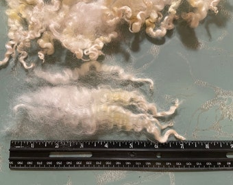May include: A collection of raw, off-white curly wool fibers with subtle yellow tinges, positioned above a black ruler that measures approximately 9 inches in length, showing the natural texture and spiral structure of the individual locks.