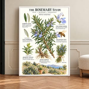 May include: A botanical poster titled The Rosemary Study featuring illustrations of Salvia rosmarinus, including leaves, flowers, a bee, and a landscape scene. The print displays detailed diagrams and text describing the plant's anatomy.