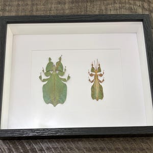 May include: A black rectangular frame containing two preserved leaf insects mounted on a white background. The larger insect on the left is broad and light green, while the smaller, narrower insect on the right is a mix of green and brown tones.