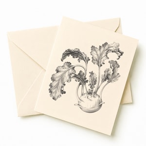 Peut inclure: Une carte de vœux pliée de couleur crème avec son enveloppe assortie, présentant une illustration botanique détaillée à l'encre noire et blanche d'un chou-rave avec une base bulbeuse et plusieurs grandes feuilles texturées et ondulées.
