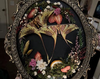 Moths in Vintage Frame