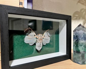 Spökcikadadekor
