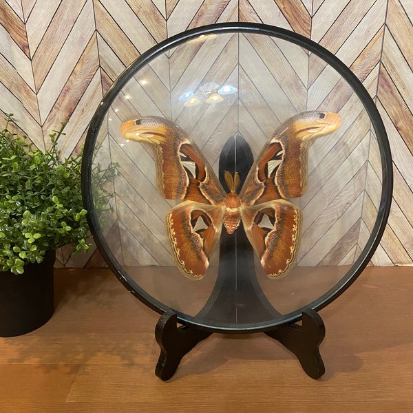 Vintage Framed Atlas Moth- Taxidermy Moth Wall Art In Domed Glass Round Frame with Stand
