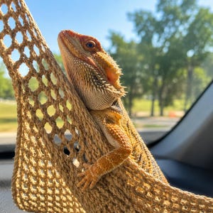 May include: A bearded dragon lizard with orange and tan scales resting in a tan woven mesh hammock. The lizard is positioned at an angle, looking upwards with its head tilted, showing its spiky throat scales and textured skin against the netting.