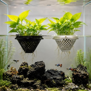 Pode incluir: Dois vasos de rede cónicos de plástico, um preto e outro branco, flutuam na superfície da água num aquário. Cada vaso contém uma planta de folhas verde-vibrante com raízes que se estendem para baixo na água. Vários peixes pequenos nadam.