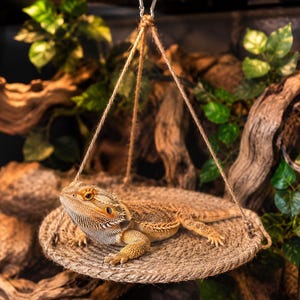 May include: A bearded dragon lizard resting on a circular, tan, woven rope platform. The platform is suspended by three strands of twine attached to a metal carabiner clip, creating a hanging hammock for the reptile to sit upon.