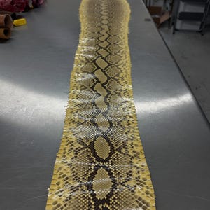 May include: A long, flat, tanned snakeskin hide featuring a natural yellow and brown diamond-shaped scale pattern. The leather strip displays a distinct dark brown vertebral stripe running down the center, with smaller scales along the edges.