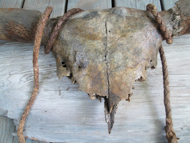 Rustic Antique Cow Skull Horns Bull Whip Mounted Distressed Patina Antler Western Art image 4