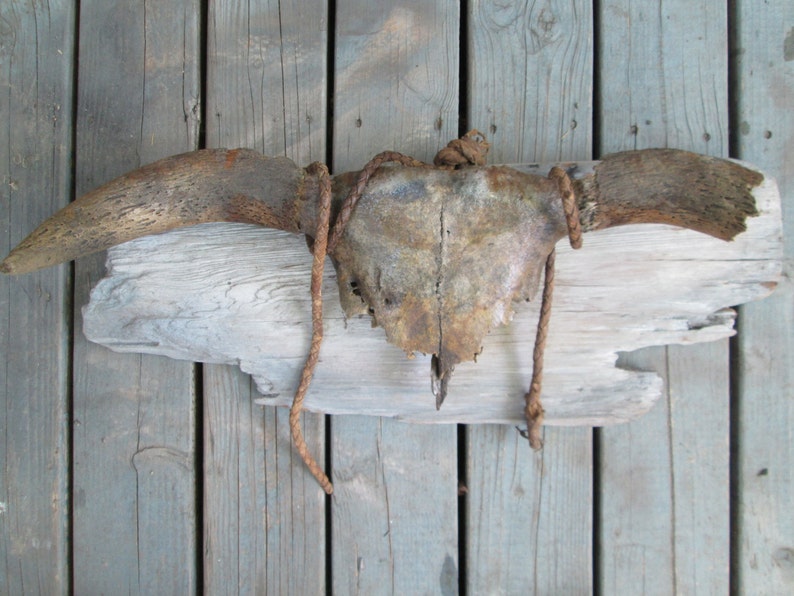 Rustic Antique Cow Skull Horns Bull Whip Mounted Distressed Patina Antler Western Art image 3