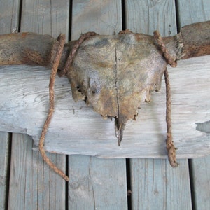 Rustic Antique Cow Skull Horns Bull Whip Mounted Distressed Patina Antler Western Art image 5