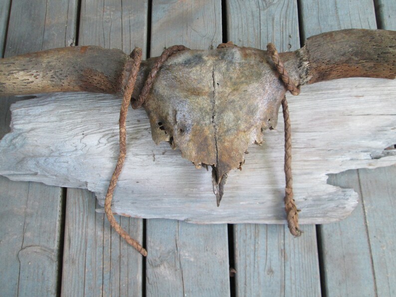 Rustic Antique Cow Skull Horns Bull Whip Mounted Distressed Patina Antler Western Art image 5