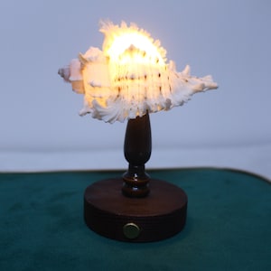 May include: A white seashell lamp featuring a textured, spiraled surface with brown accents, illuminated from within by a warm light. The shell is mounted on a dark brown wooden pedestal base with a small, circular metallic button on the front.