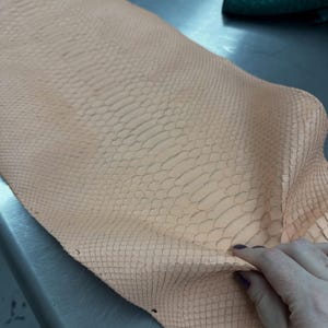 Real Blush Beige Borneo Python Back Cut Leather Hide | Bleached Finish, Premium Tanned Exotic Leather for Luxury Leathercraft image 5