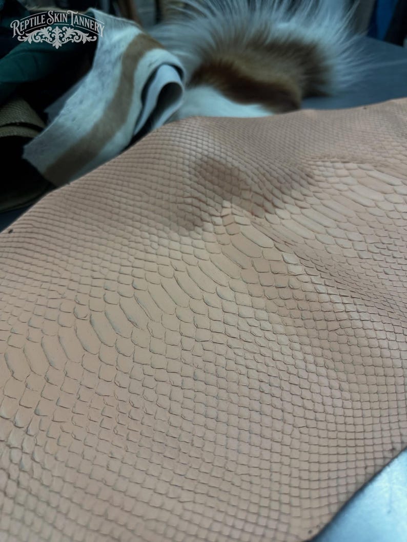 Real Blush Beige Borneo Python Back Cut Leather Hide | Bleached Finish, Premium Tanned Exotic Leather for Luxury Leathercraft image 1