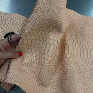 Può includere: Un pezzo di pelle di serpente color beige chiaro, dai toni naturali, caratterizzato da un distinto motivo a scaglie in rilievo. Il materiale presenta una superficie strutturata con una variazione nelle dimensioni delle scaglie, che vanno da scaglie piccole e uniformi a scaglie centrali più grandi e allungate.