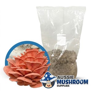 May include: A clear plastic mushroom grow bag filled with a brown substrate and a white filter patch, accompanied by a circular inset showing a cluster of vibrant pink oyster mushrooms and a logo reading Aussie Mushroom Supplies.