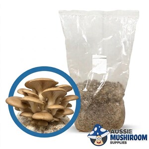 May include: A clear plastic bag filled with a brown substrate for growing mushrooms, featuring a white filter patch. Beside it, a circular inset displays a cluster of light brown oyster mushrooms growing from a similar substrate base.