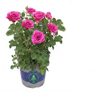 May include: A potted rose plant featuring multiple vibrant magenta flowers in full bloom and several unopened buds. The plant has dark green serrated leaves and is housed in a grey plastic container with a blue label reading PLANTSHOADINHHOUSE.