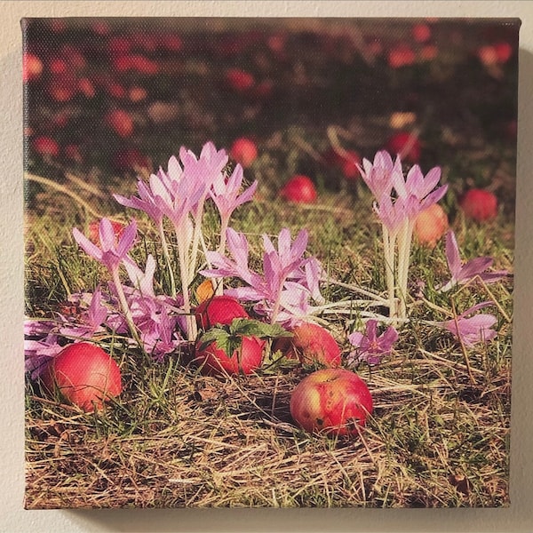 Photography. Canvas print: Sissinghurst. Red apples and colchium in the orchard. September afternoon sun. English garden. Autumn lover.