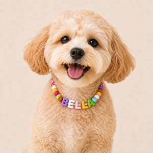 May include: A light tan dog wearing a colorful beaded collar featuring the name BELLA in block letters. The collar consists of round beads in shades of pink, yellow, green, orange, and blue, with the name spelled out in white and colored plastic cubes.