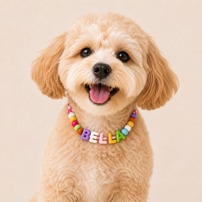 May include: A light tan dog wearing a colorful beaded collar featuring the name BELLA in block letters. The collar consists of round beads in shades of pink, yellow, green, orange, and blue, with the name spelled out in white and colored plastic cubes.