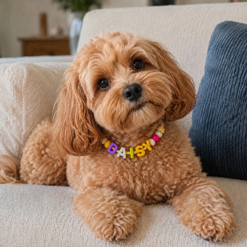 May include: A light brown curly-haired dog wearing a beaded collar featuring colorful letter beads that spell out the name DAISY. The collar includes purple, white, yellow, and pink spherical beads, along with a small yellow flower-shaped charm.