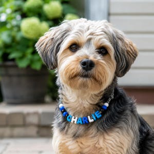 May include: A small dog with tan and black fur wearing a beaded collar. The collar features black, white, and blue beads, with letter beads spelling out the name CHARLIE in blue and white. The dog has dark eyes and a black nose.