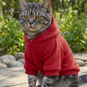 Puede incluir: Un gato atigrado gris con ojos color ámbar lleva puesta una sudadera roja con capucha. La prenda tiene mangas largas con puños acanalados y una capucha que descansa sobre la espalda del gato, confeccionada en un material suave y costuras.