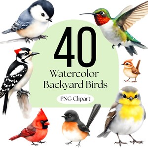 May include: A collection of watercolour illustrations featuring various backyard birds including a hummingbird, cardinal, and woodpecker. The central text reads 40 Watercolour Backyard Birds PNG Clipart, displayed on a light green background.