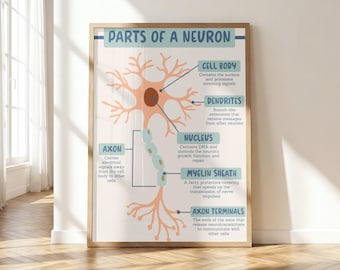 Neuron Anatomy Poster | Boho Classroom Decor (Digital Download)
