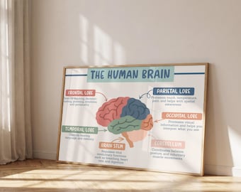 Human Brain Anatomy Poster | Boho Classroom Decor (Digital Download)
