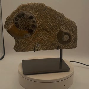 May include: A fossilized rock specimen featuring two distinct spiral ammonite shells embedded in a textured, tan-colored matrix. The fossil is mounted on a black metal stand with a rectangular base, positioned on a circular white display platform.