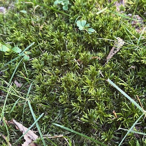 May include: A dense patch of vibrant green moss covering the ground, featuring intricate, needle-like foliage and small, delicate leaves. Thin blades of grass and a few scattered, dried brown leaves are interspersed throughout the mossy texture.