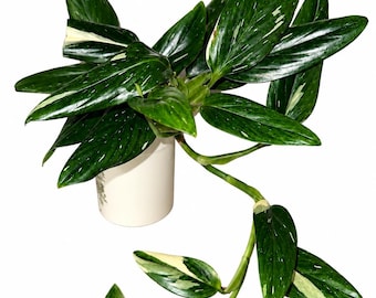 Monstera Standleyana ‘Albo Variegata’ - Exact Plant