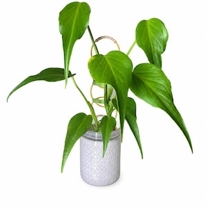 May include: A vibrant green philodendron plant with heart-shaped leaves growing in a light gray cylindrical ceramic pot featuring a textured circular pattern. A thin gold-colored metal circular trellis is positioned behind the plant stems.
