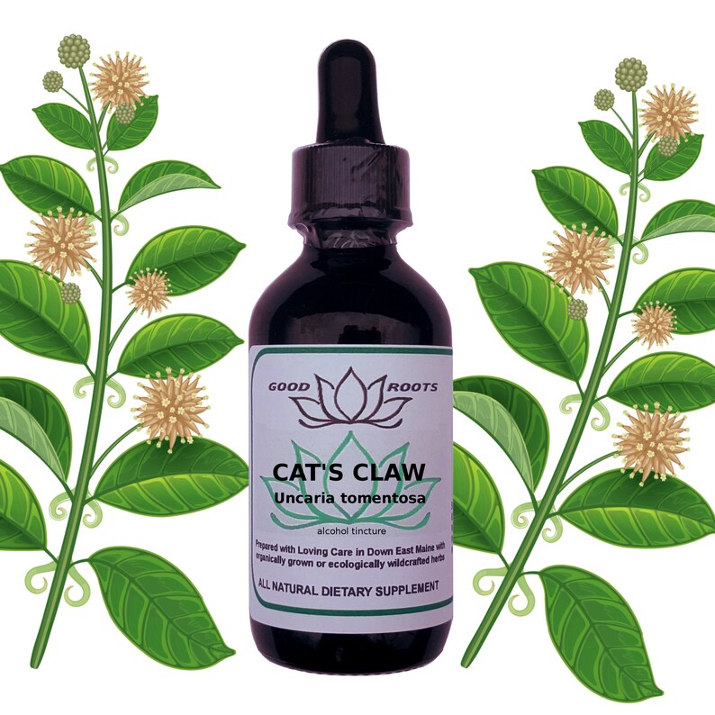 Uncaria Tomentosa Cat's Claw Tincture Etsy