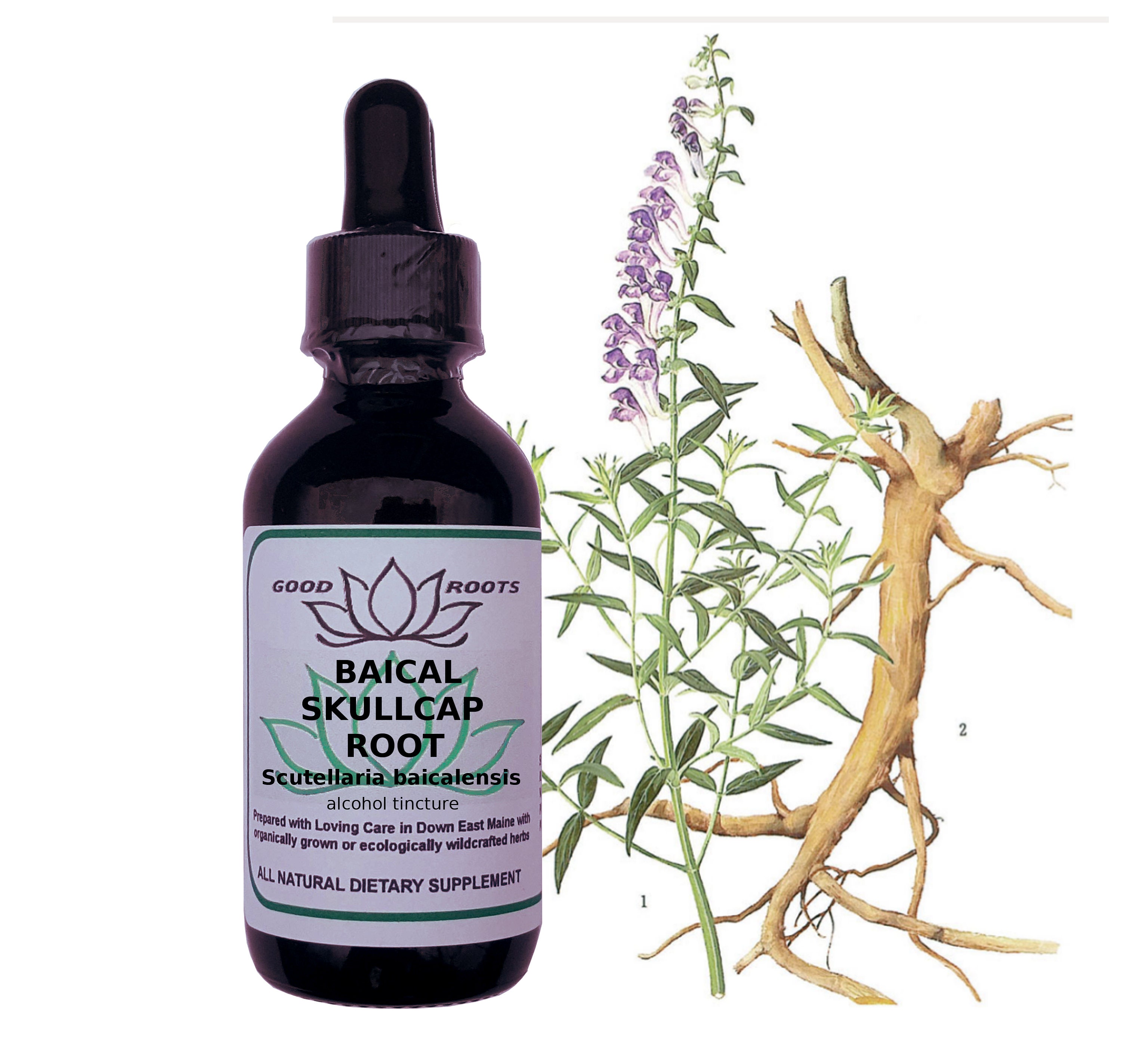 Scutellaria baicalensis root