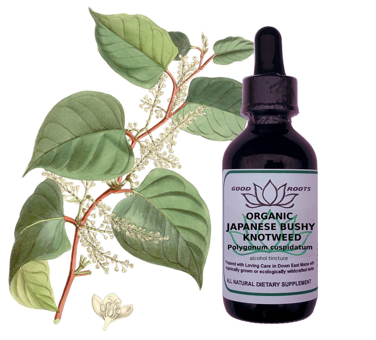 Polygonum soap. Растение polygonum cuspidatum. экстракт горца японского. resveratrol polygonum cuspidatum ekstresi.