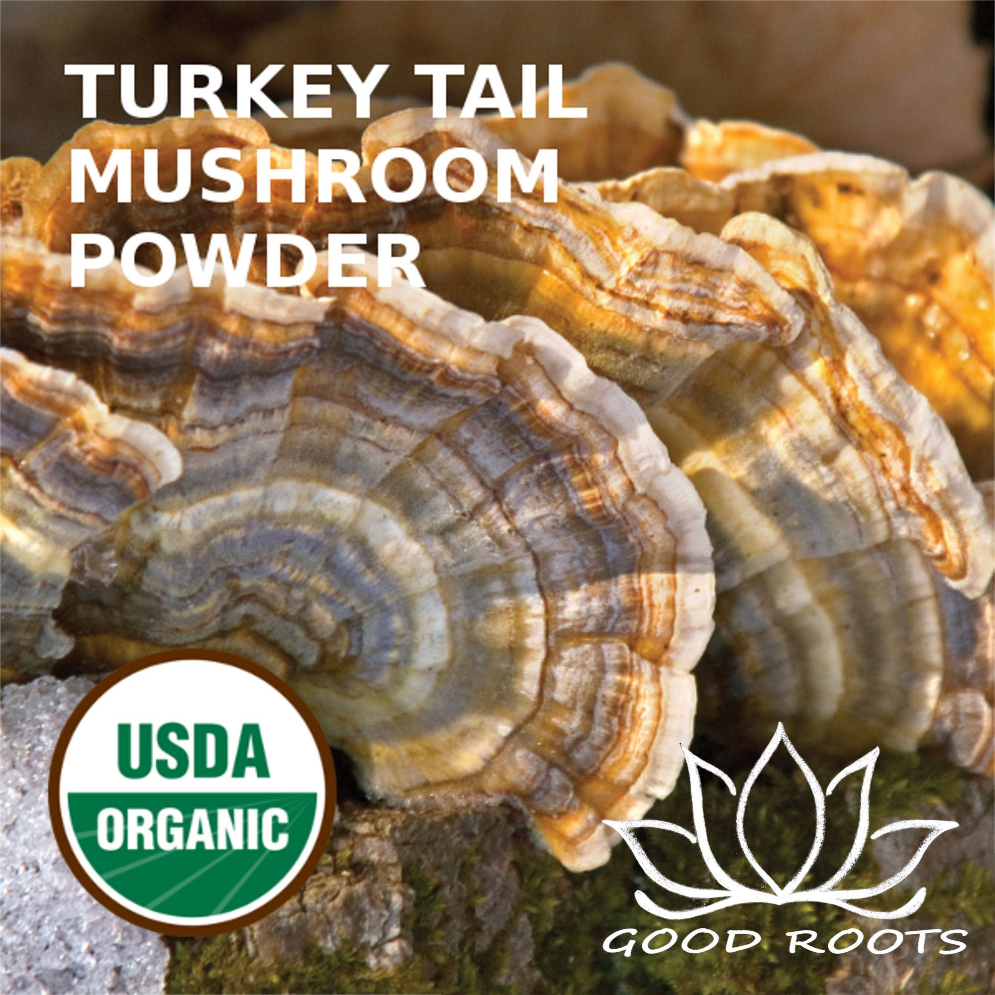 Turkey Tail Mushroom Powder Organic Coriolus Versicolor Etsy UK