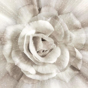 Hoffman Dream Big Rose  Flower Panel and Coordinating Fabric Each 44&quot; Square