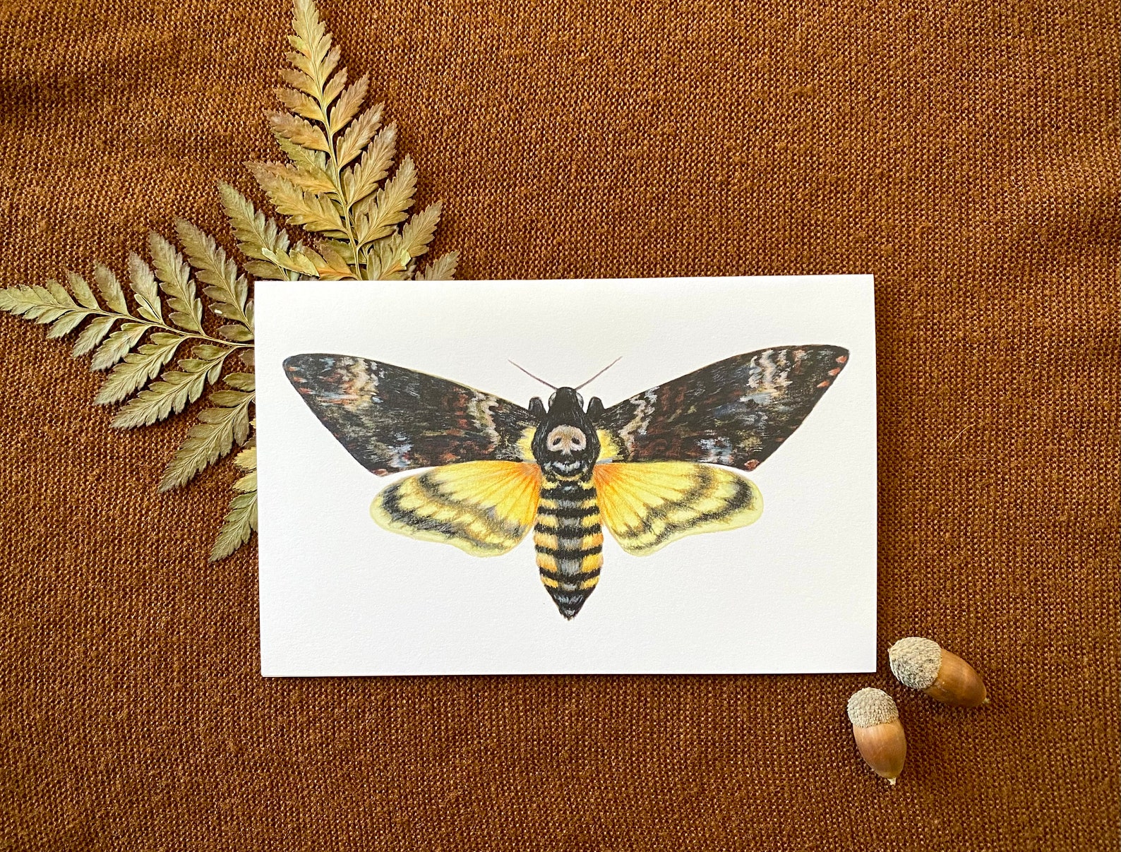 Cottage Insect Colorful Moth Card Set - Cottage Core Insect Illustrations - Tiny ...