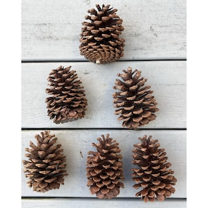 May include: Six natural brown pine cones arranged in a triangular formation. Each pine cone features a woody, layered texture with distinct, overlapping scales that spiral toward a pointed tip, showcasing organic shapes and varied brown tones.