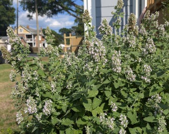Catnip orgânico tradicional