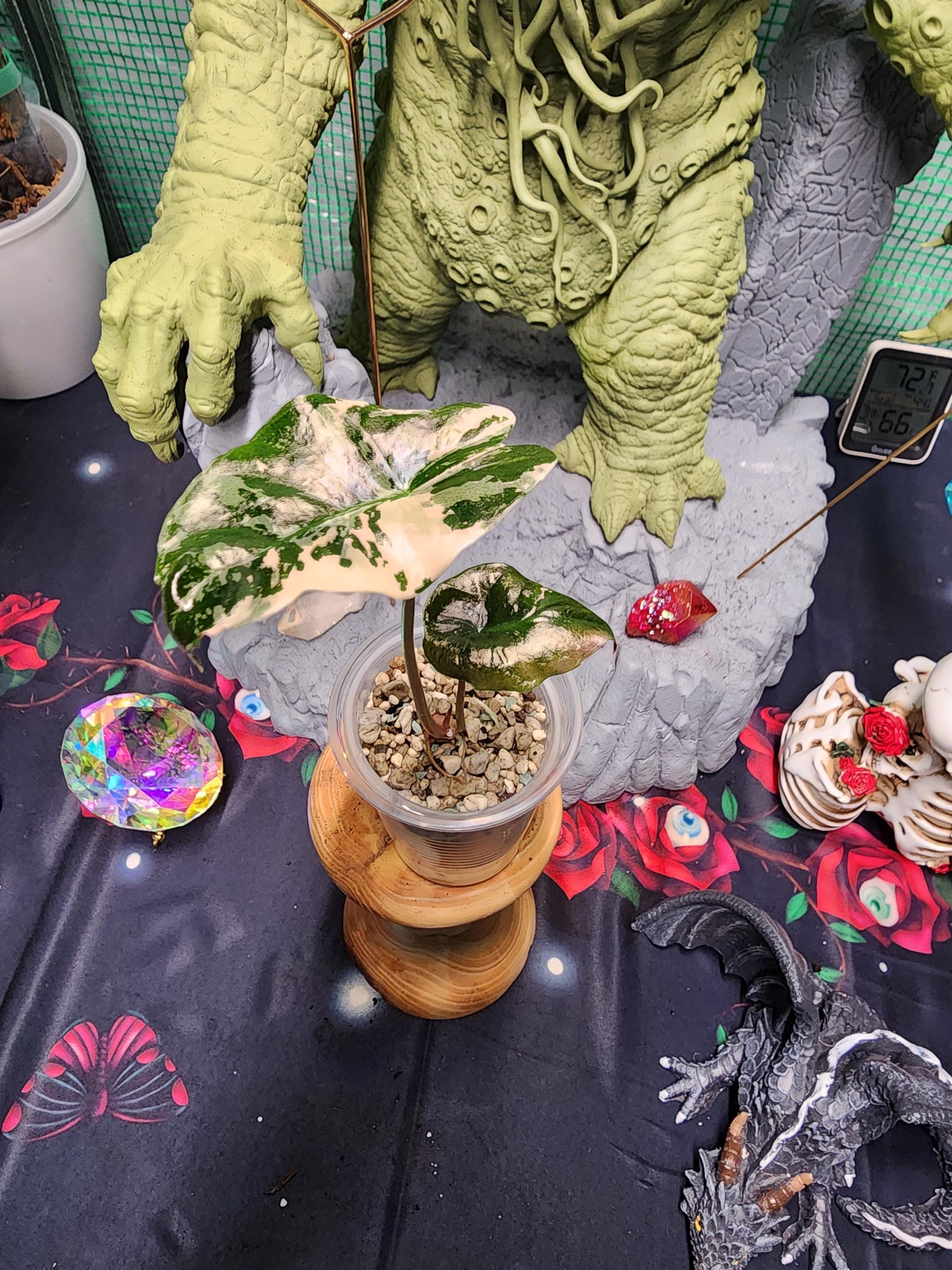 Alocasia Pink Wentii - Etsy