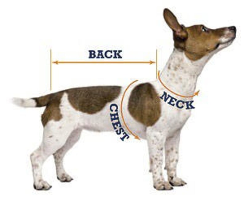 Devil Costume Dog Halloween Costume Halloween Costume Dog Etsy