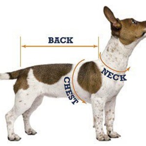 May include: Diagram showing how to measure a dog for a harness or collar. The diagram shows the measurements for the back, neck, and chest of the dog.